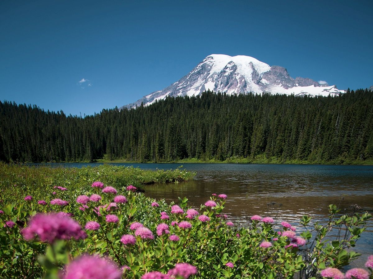 A snow-capped mountain rises behind a dense pine forest, with a serene lake and vibrant pink flowers in the foreground.