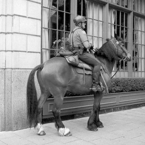 A horse tied to a post beside a building, standing with a rope leash, stone walls in the background.
