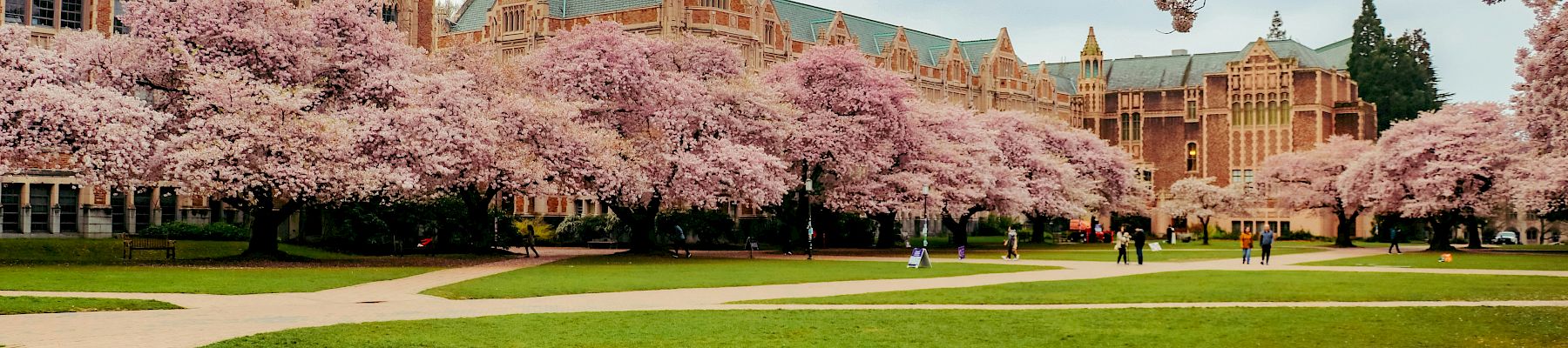 Cherry blossoms line a college quad with a grand brick building in the background, people strolling along paths, under a blue sky.