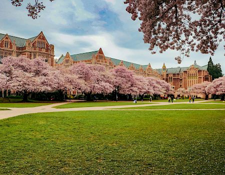 Cherry blossoms line a college quad with a grand brick building in the background, people strolling along paths, under a blue sky.
